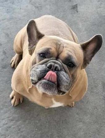 Enlarge Rusty, a Adopted French Bulldog in Minneapolis, KS image 6/6