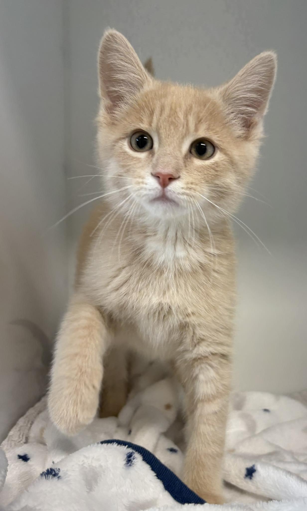 DRIZZLE, adopted, Kitten Male Domestic Short Hair.