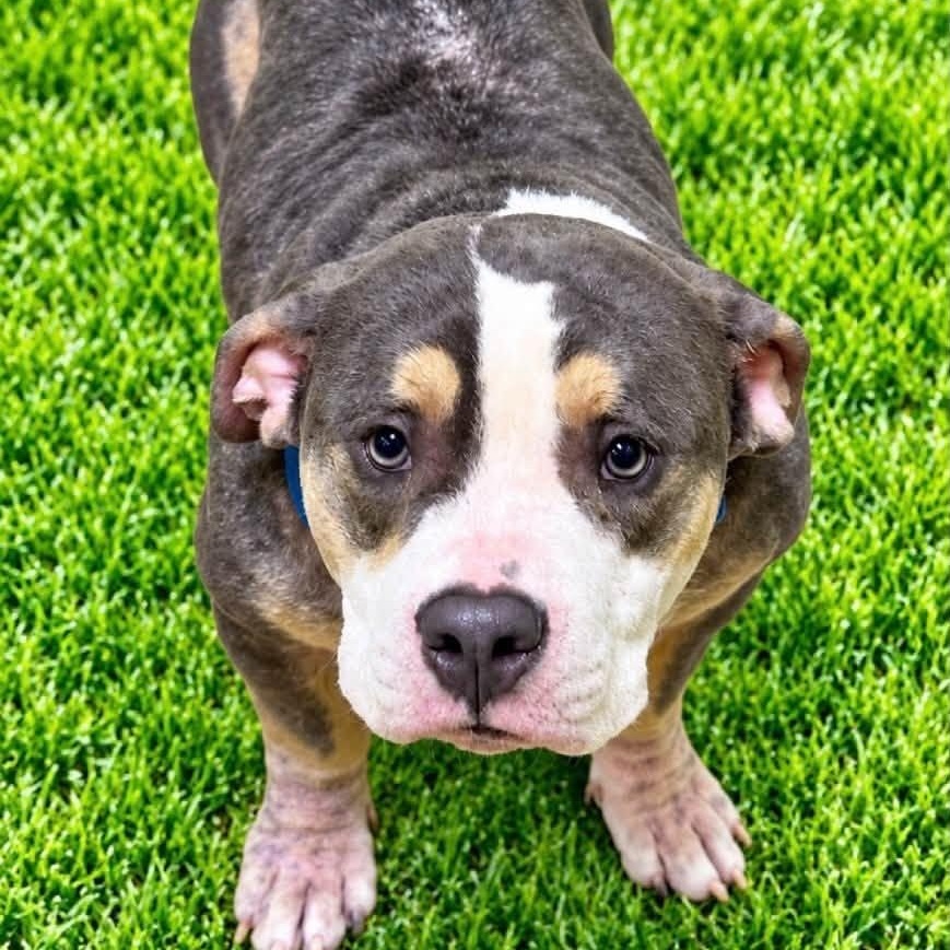 Enlarge Diesel, a Adopted mixed breed in Battle Creek, MI image 1/1