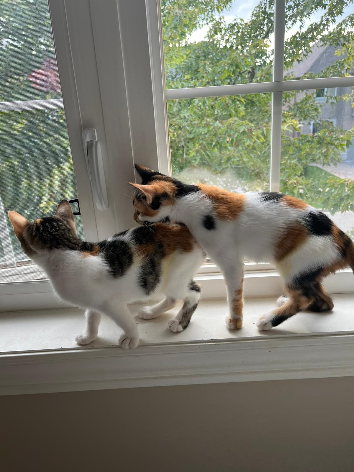 Mia & Meli (We are Bonded), a Adoptable mixed breed in Newmarket, ON image 4/5