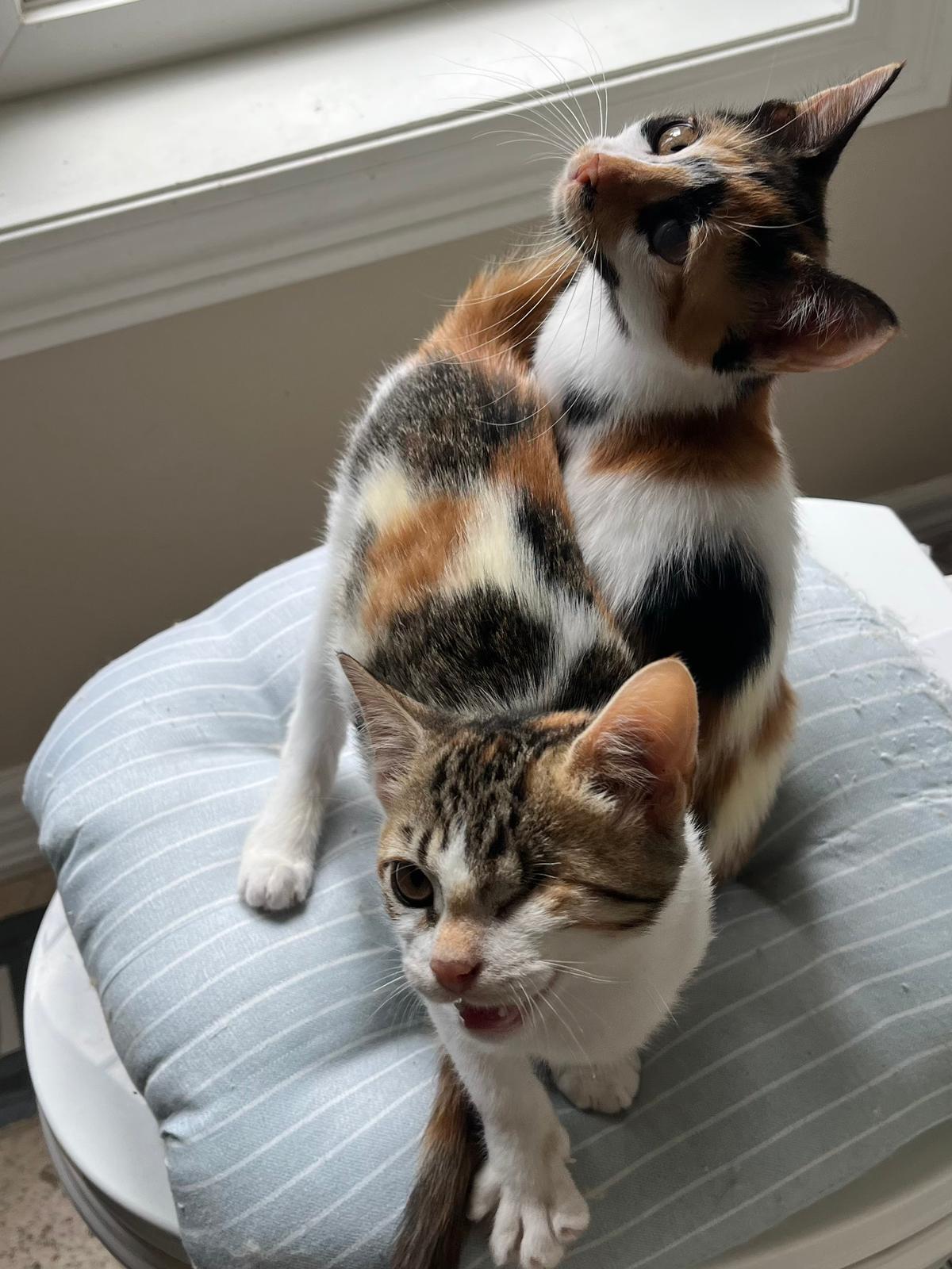 Mia & Meli (We are Bonded), a Adoptable mixed breed in Newmarket, ON image 1/5