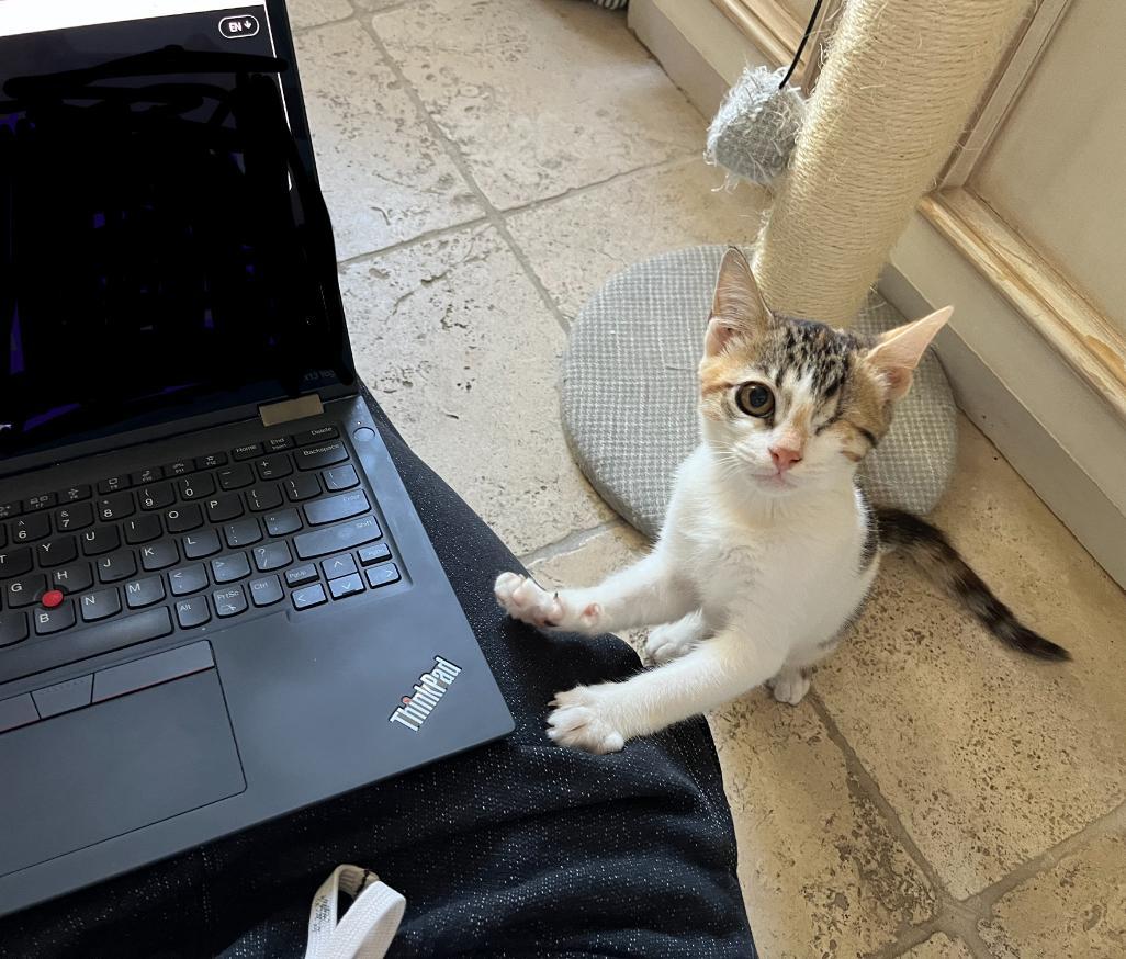 Mia & Meli (We are Bonded), a Adoptable mixed breed in Newmarket, ON image 5/5