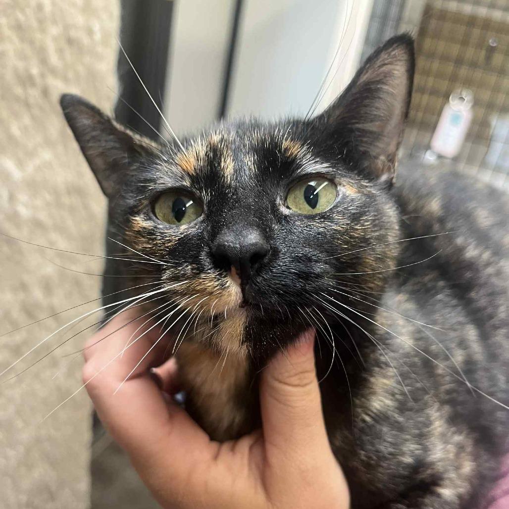 Toshi, an adoptable Domestic Short Hair in Graham, TX, 76450 | Photo Image 1