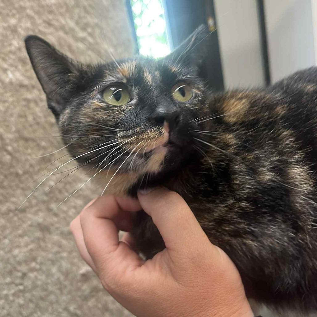 Toshi, an adoptable Domestic Short Hair in Graham, TX, 76450 | Photo Image 3