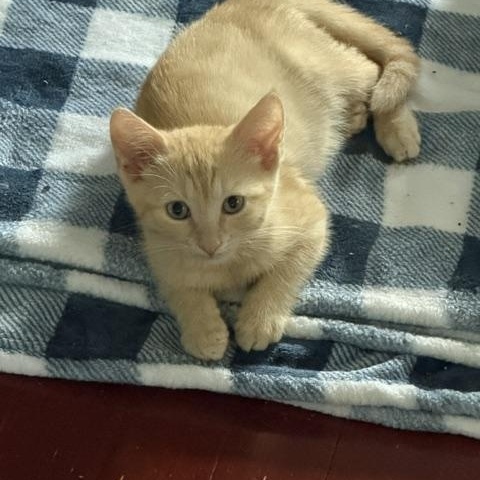 Enlarge Sonny, an adopted Domestic Short Hair in Manorville, NY image 1/1