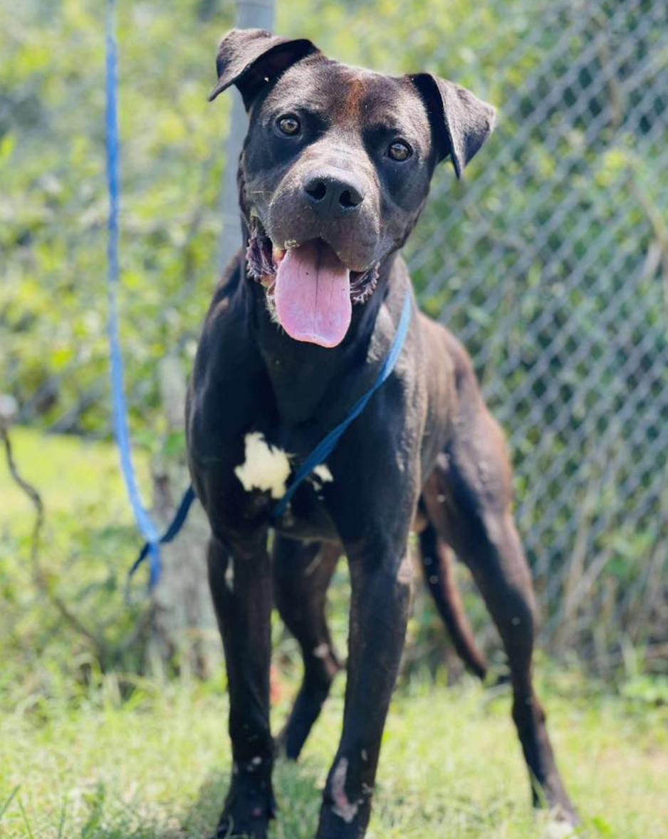 RESCUE ONLY- What does that mean This sweet baby cannot be adopted out to the public without a litt
