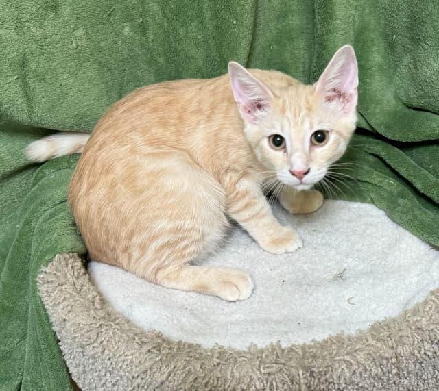 TW-Sully, Adoptable, Young Male Domestic Short Hair.