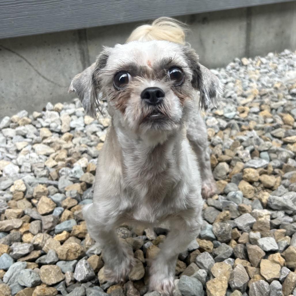 Maisie, a Adoptable Shih Tzu in St. Louis, MO image 1/4