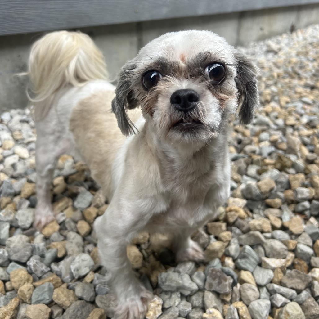 Maisie, a Adoptable Shih Tzu in St. Louis, MO image 2/4