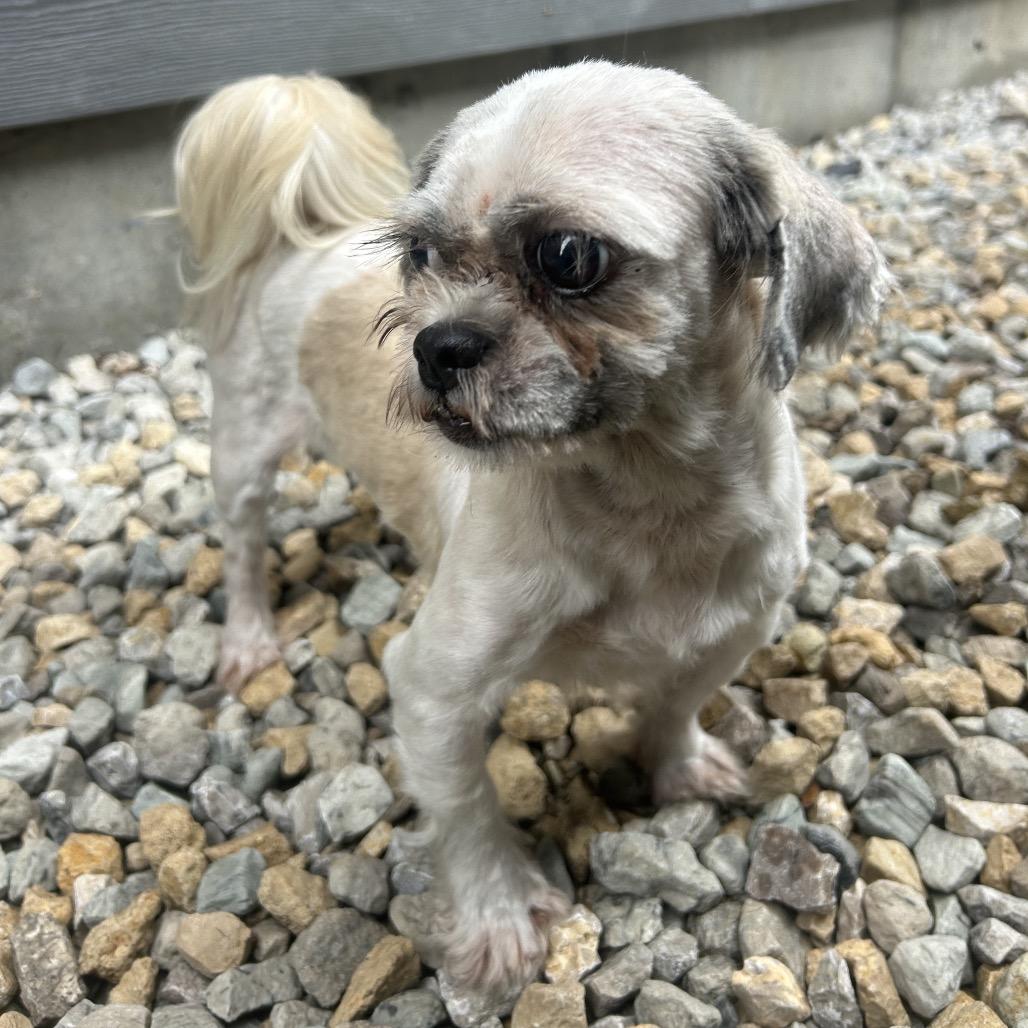 Maisie, a Adoptable Shih Tzu in St. Louis, MO image 3/4