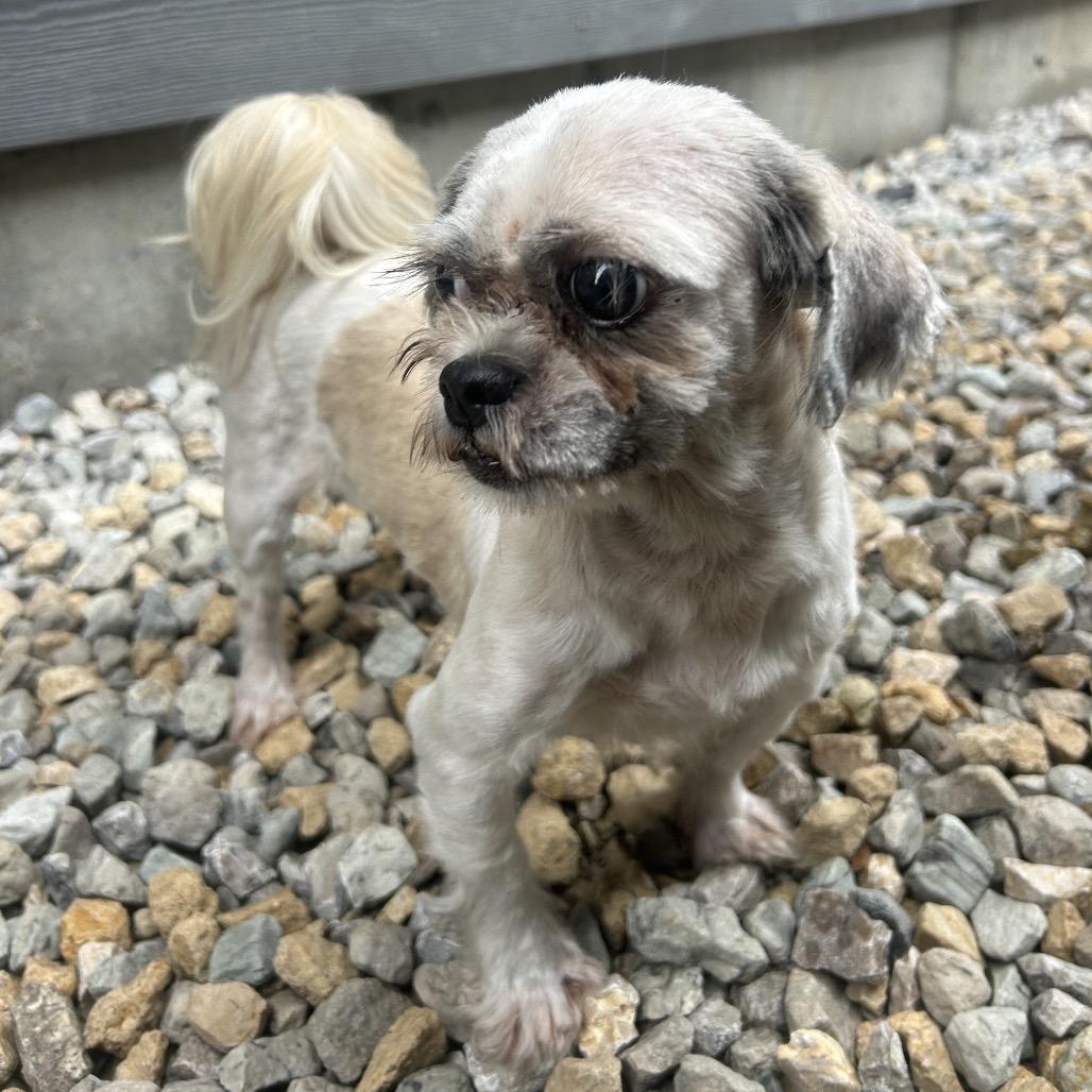 Maisie, a Adoptable Shih Tzu in St. Louis, MO image 4/4