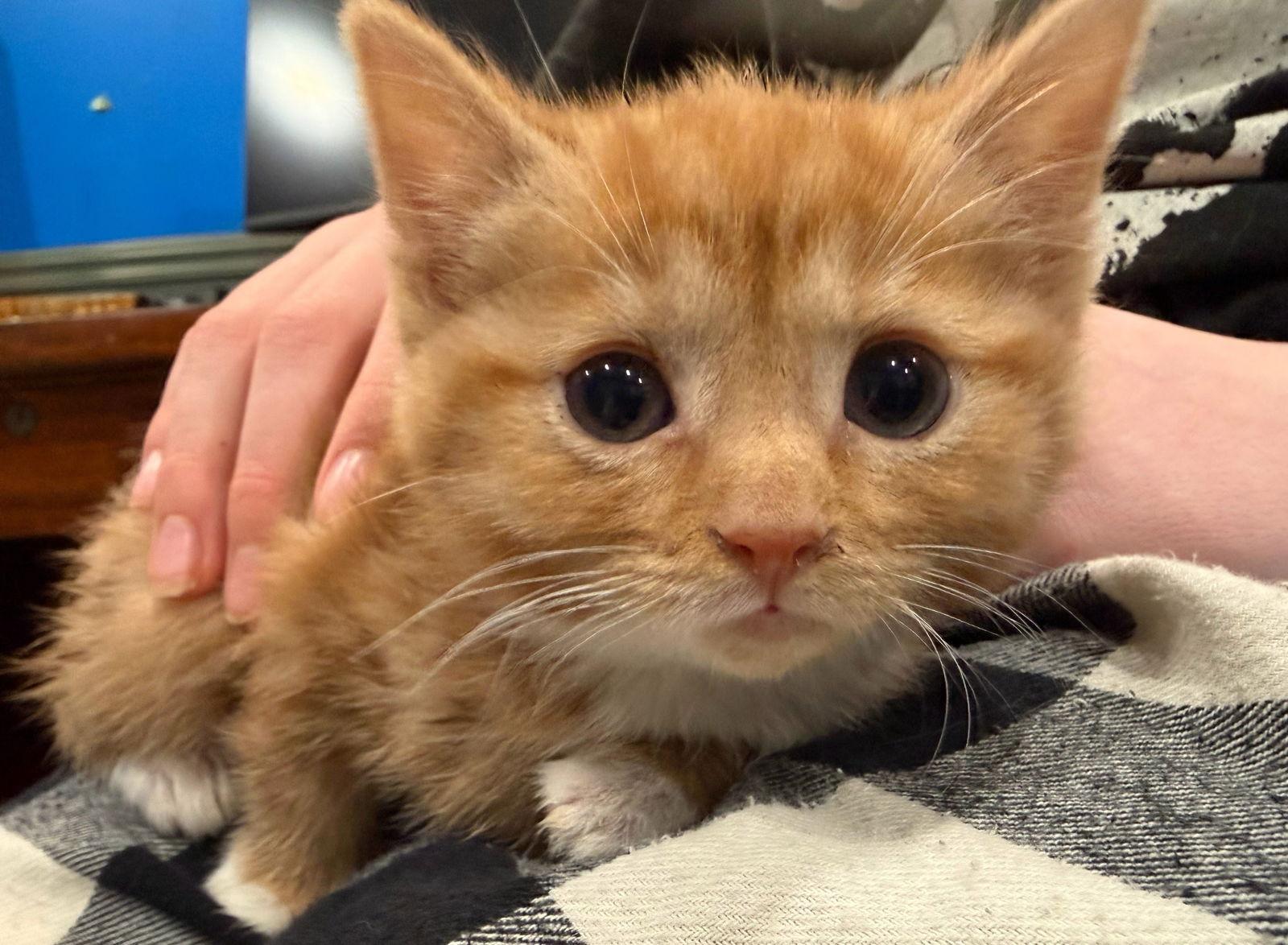 Enlarge *Potato, a Adopted Domestic Short Hair in Forest, VA image 1/2