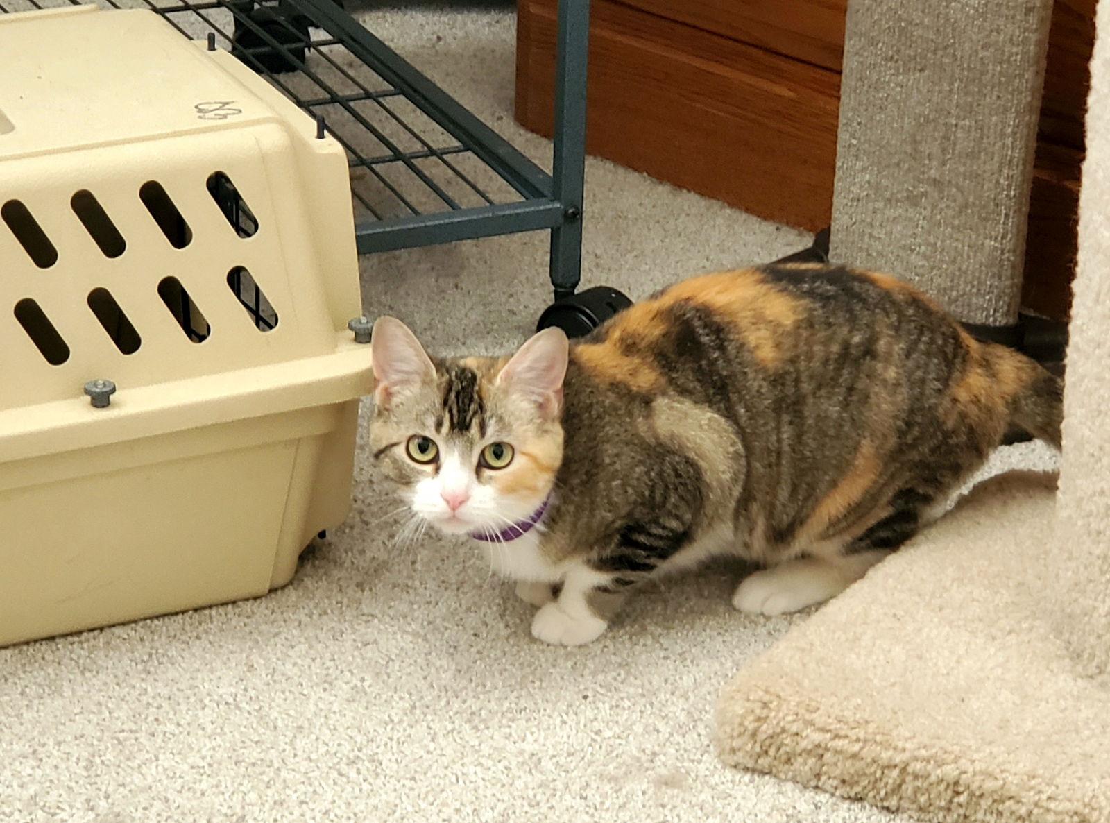 Enlarge Rebecca, a Adoptable mixed breed in Cincinnati, OH image 3/3