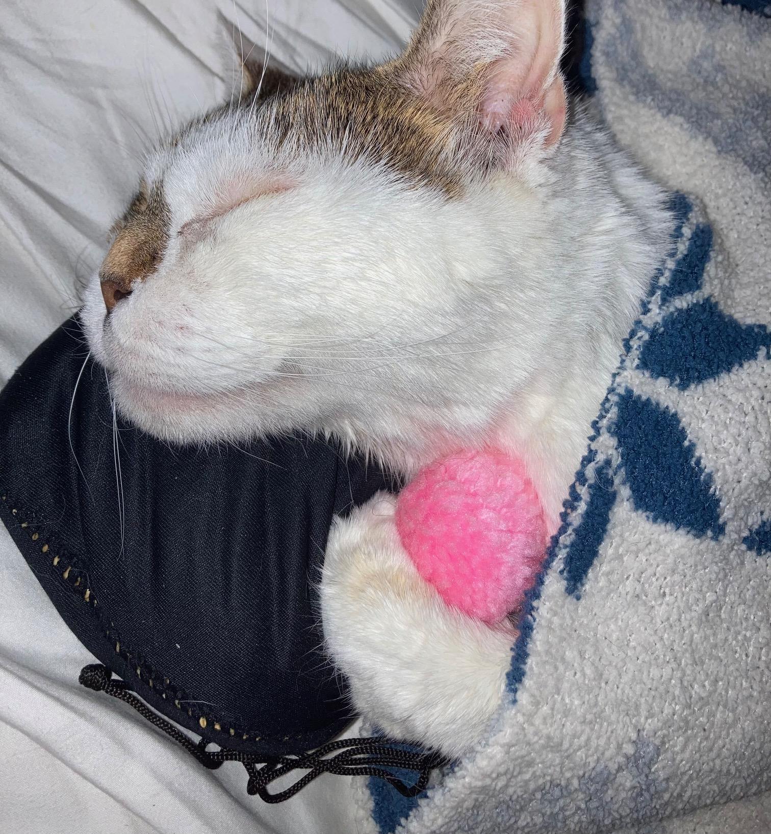 Enlarge Cashe- IN FOSTER, a ADOPTABLE Domestic Short Hair in Manchester, NH image 1/3