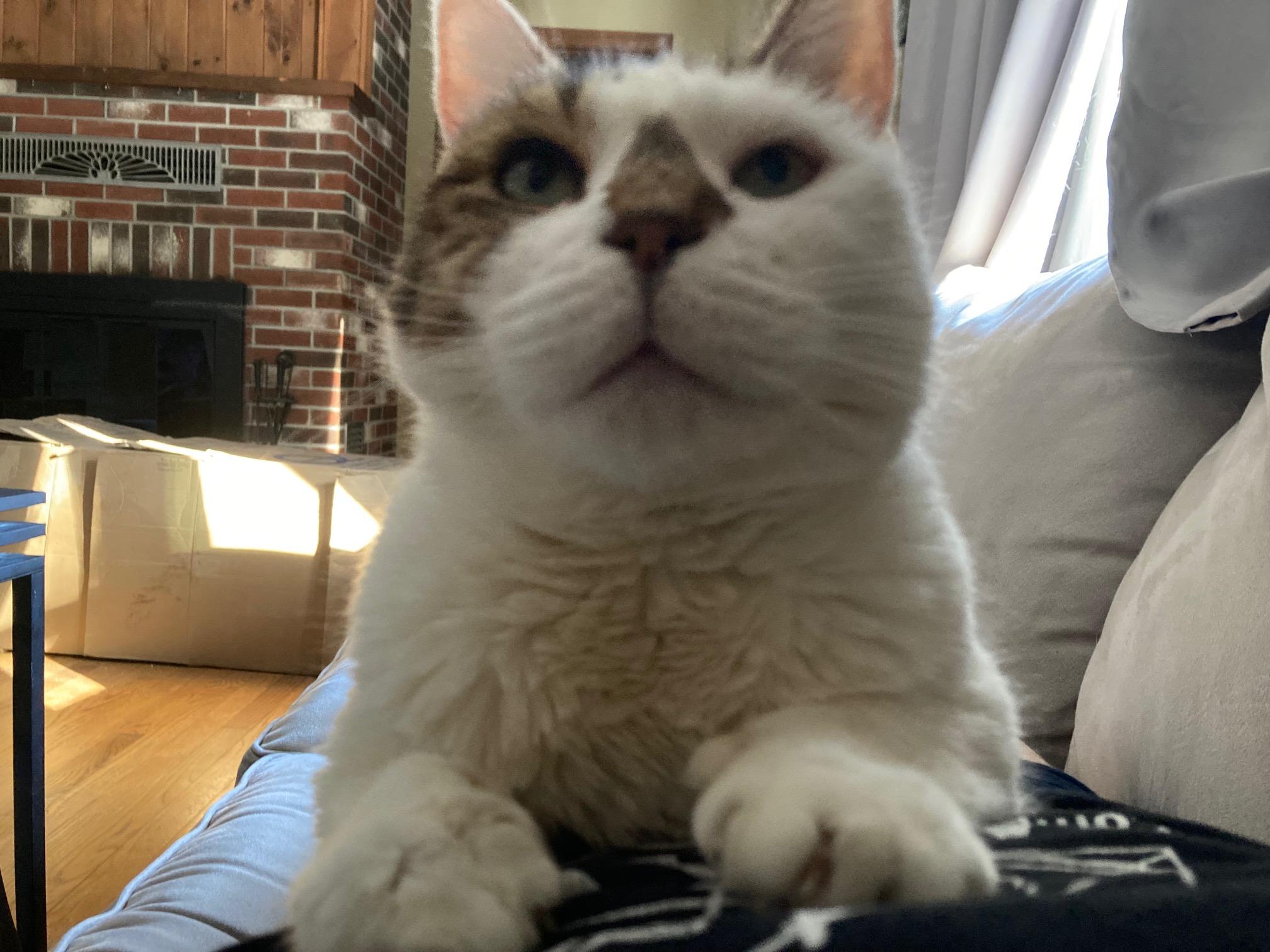 Enlarge Cashe- IN FOSTER, a ADOPTABLE Domestic Short Hair in Manchester, NH image 3/3