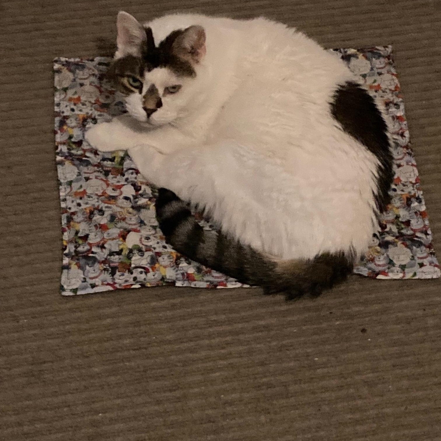 Enlarge Cashe- IN FOSTER, a ADOPTABLE Domestic Short Hair in Manchester, NH image 2/3