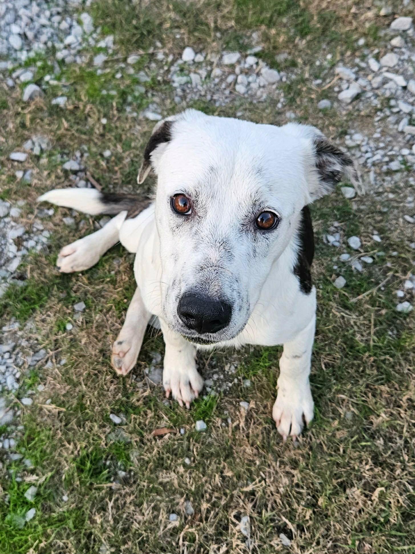 Enlarge Pax, a Adoptable Terrier in Wakefield, RI image 1/3