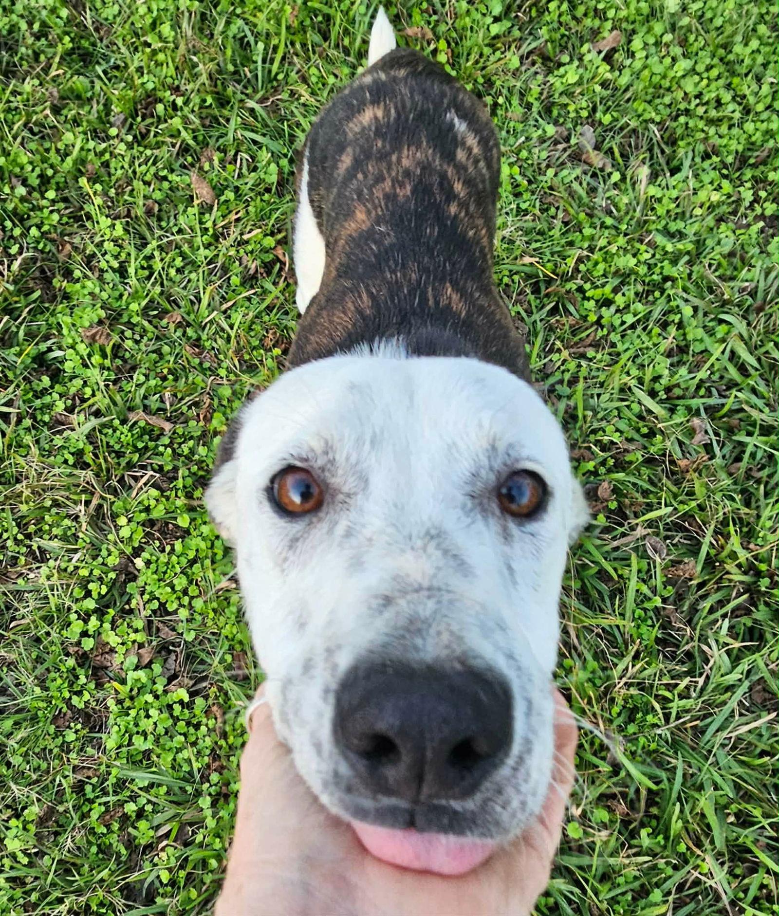 Enlarge Pax, a Adoptable Terrier in Wakefield, RI image 2/3