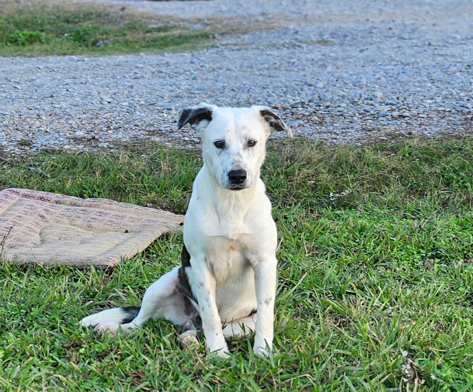 Enlarge Pax, a Adoptable Terrier in Wakefield, RI image 3/3