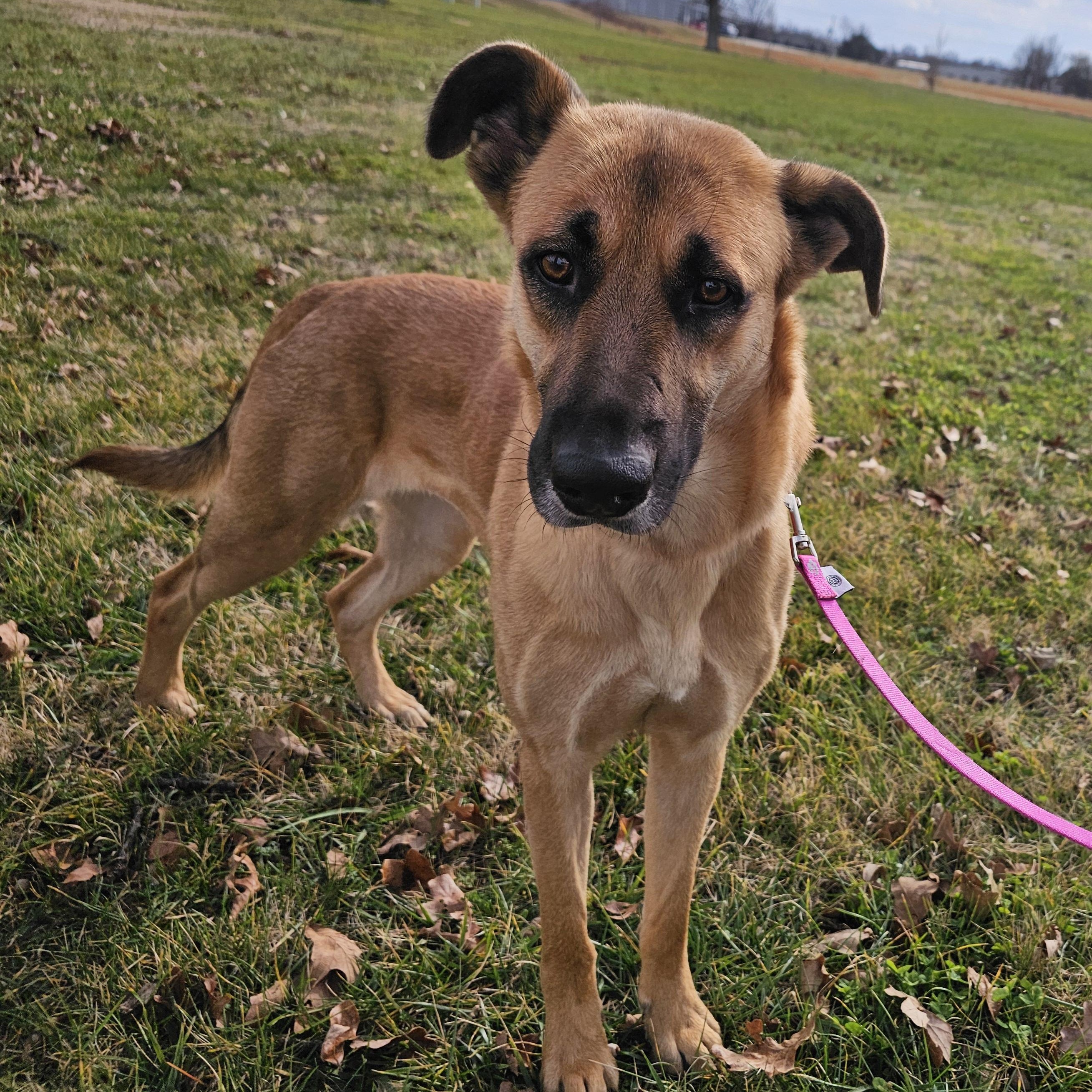Enlarge Wisp, a ADOPTABLE mixed breed in Lowell, AR image 3/5