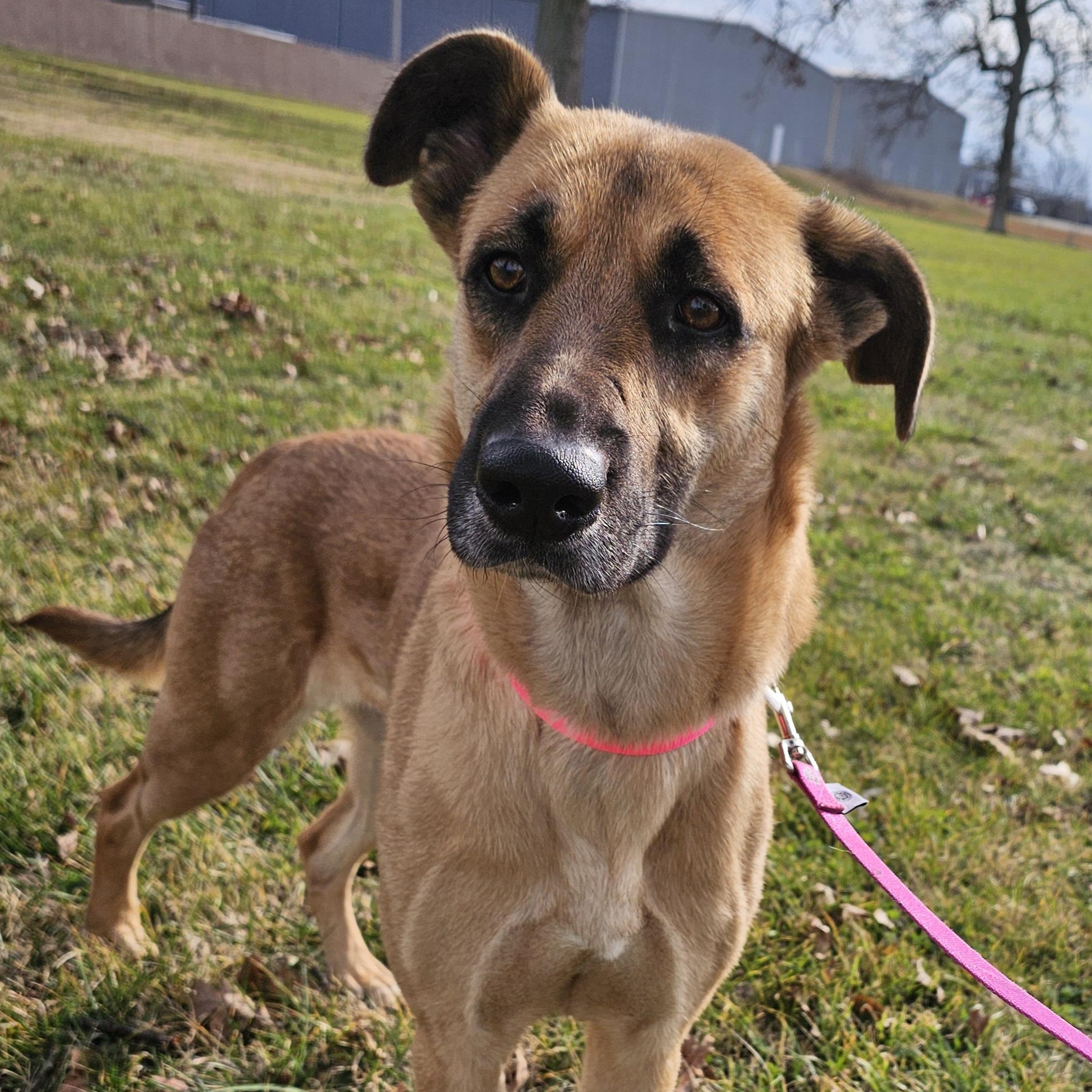 Wisp, ADOPTABLE, Young Female German Shepherd Dog.