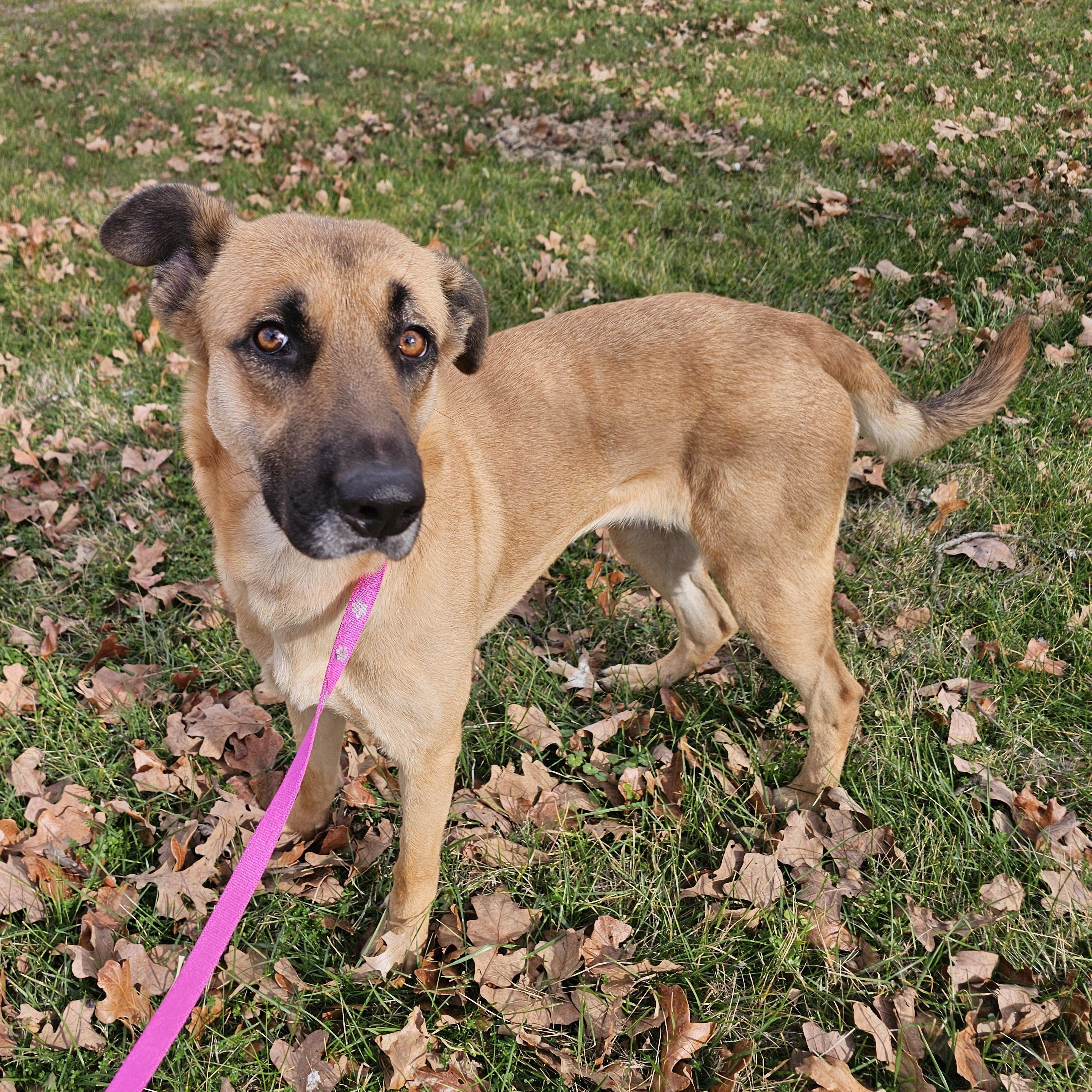 Enlarge Wisp, a ADOPTABLE mixed breed in Lowell, AR image 2/5