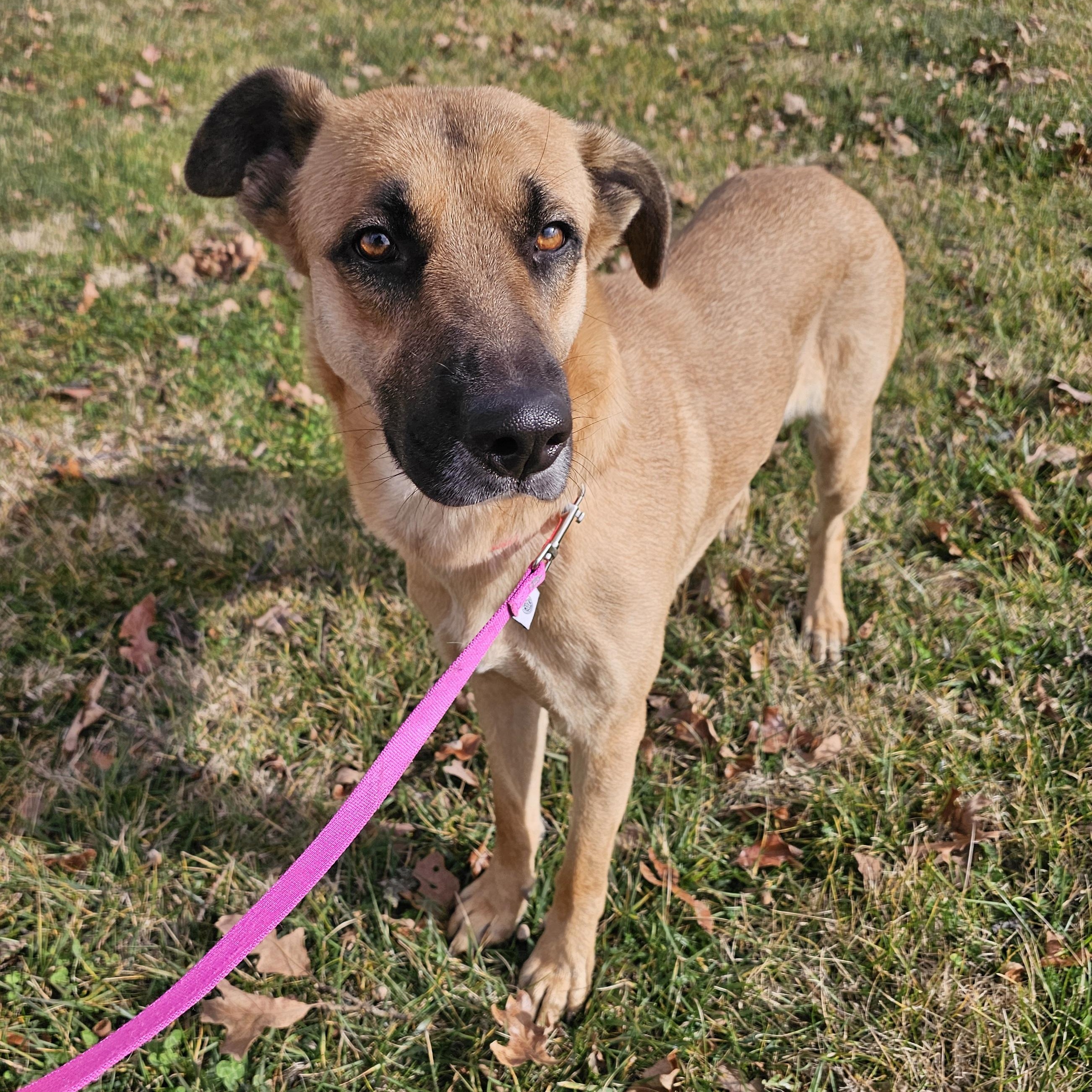 Enlarge Wisp, a ADOPTABLE mixed breed in Lowell, AR image 4/5