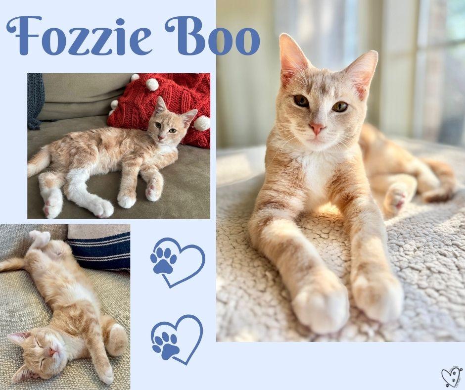 Enlarge Fozzie Boo, a Adoptable Tabby in Trophy Club, TX image 6/6