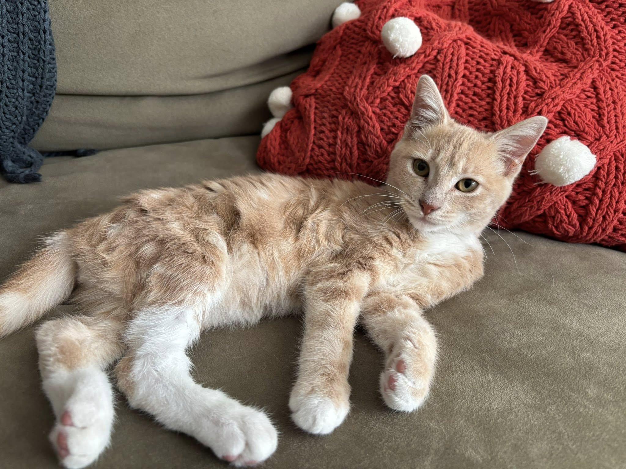 Enlarge Fozzie Boo, a Adoptable Tabby in Trophy Club, TX image 3/6