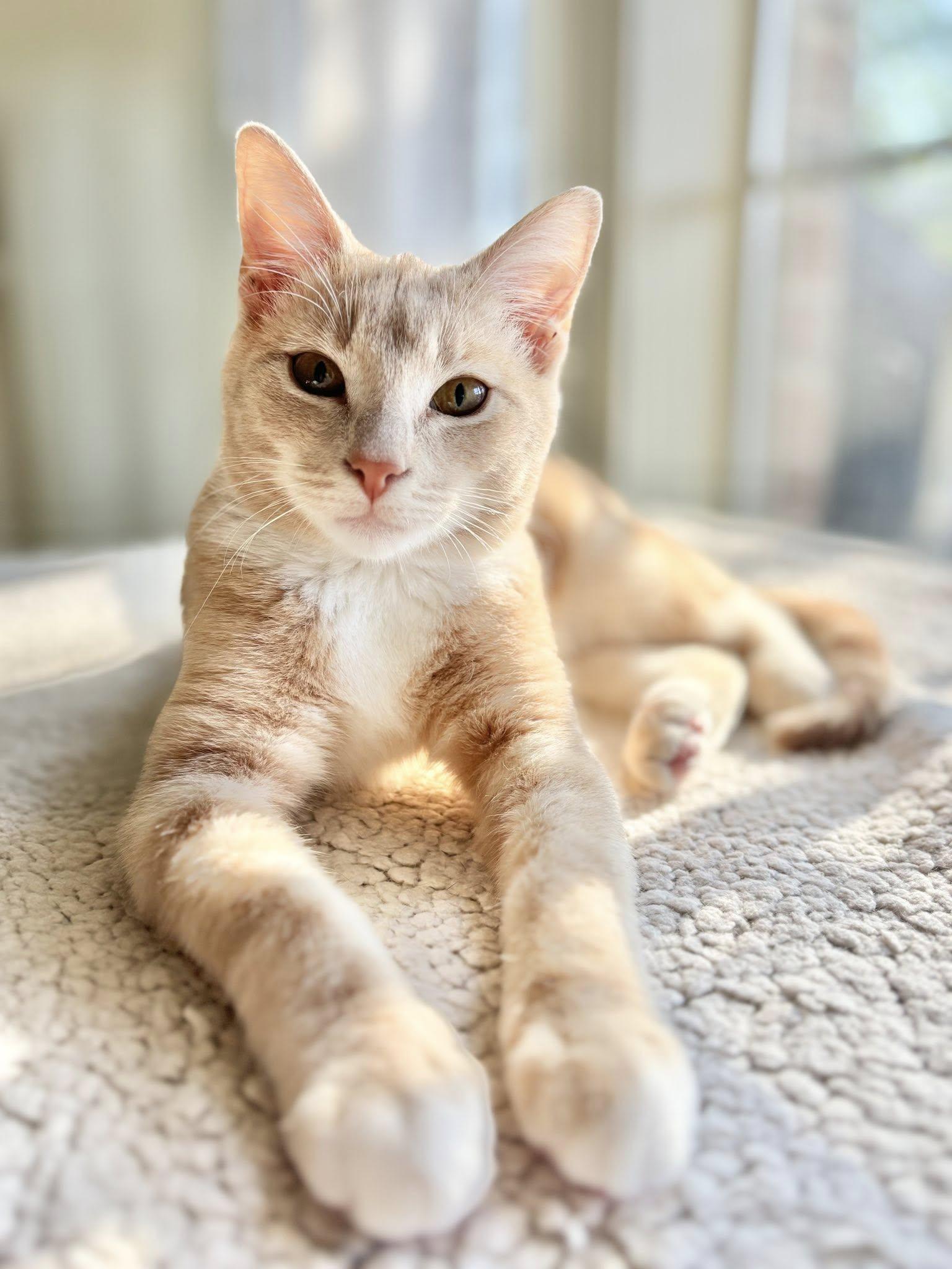 Fozzie Boo, Adoptable, Kitten Male Tabby.