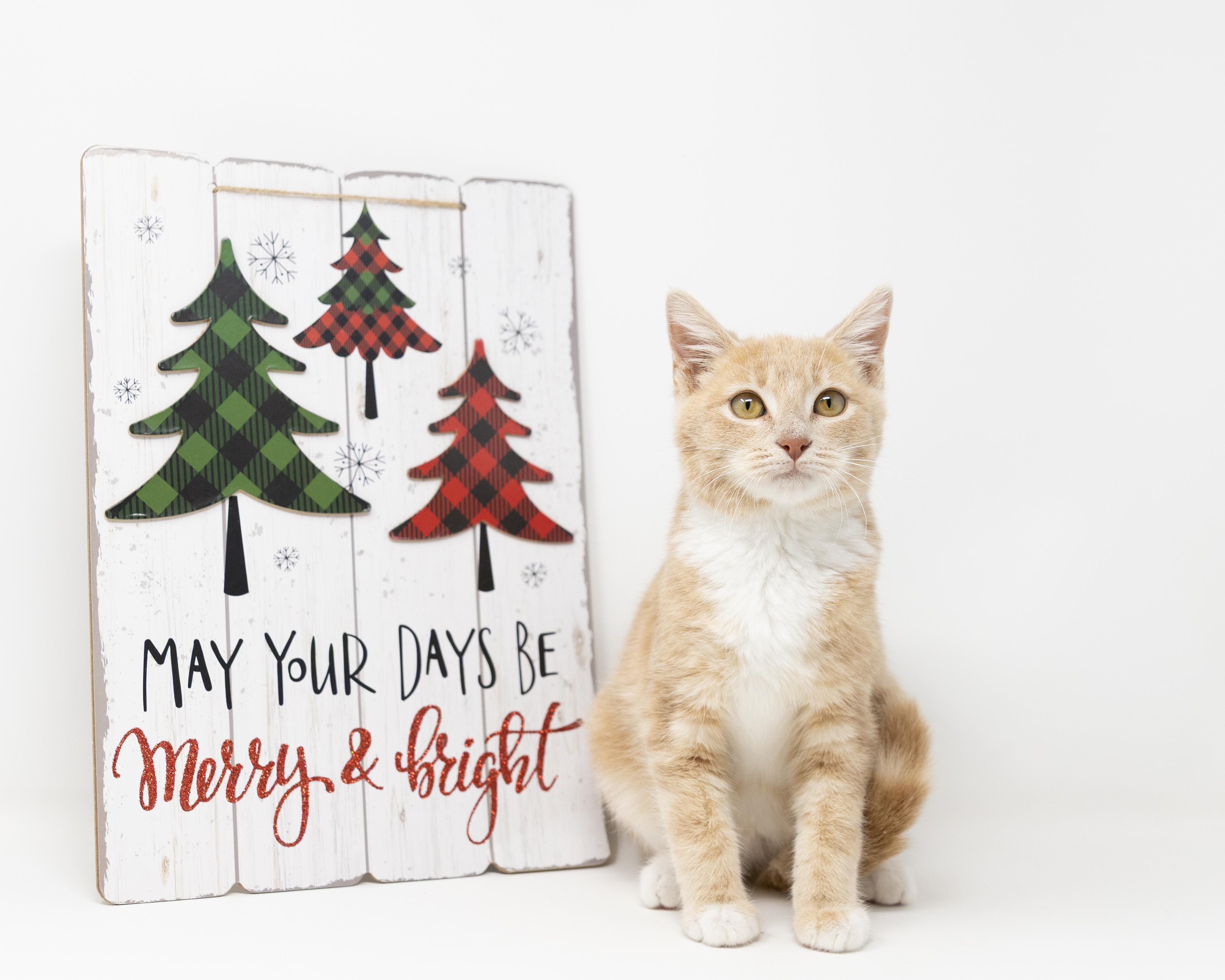 Enlarge Fozzie Boo, a Adoptable Tabby in Trophy Club, TX image 4/6