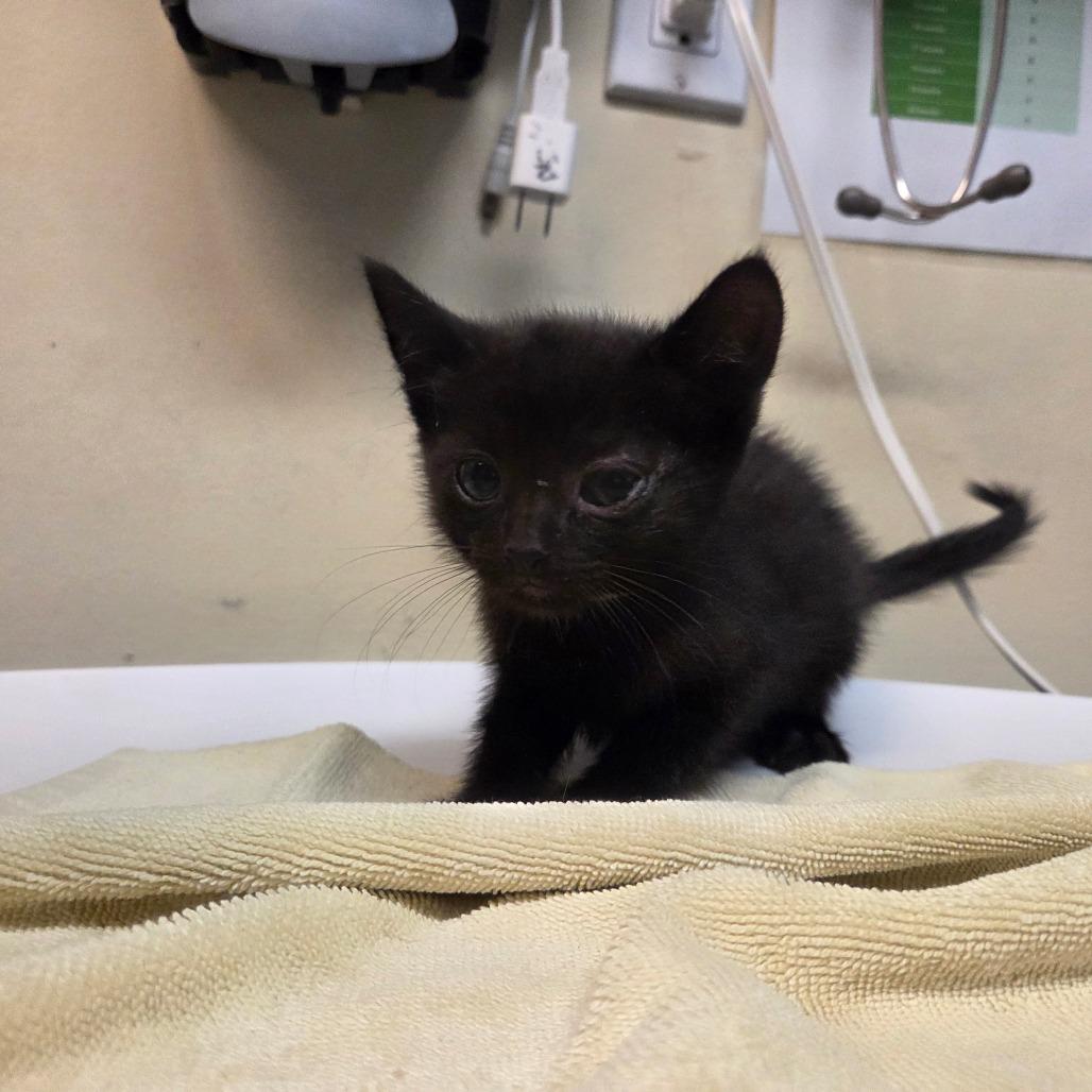 Comet, Adoptable, Kitten Male Domestic Short Hair.