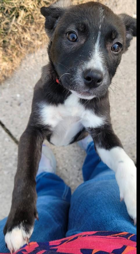 Enlarge Ruby, an adopted mixed breed in Sheboygan, WI image 2/5