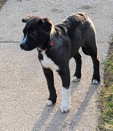 Ruby, adopted, Young Female Labrador Retriever & Husky.