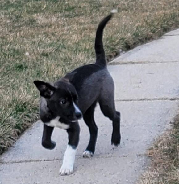 Enlarge Ruby, an adopted mixed breed in Sheboygan, WI image 4/5