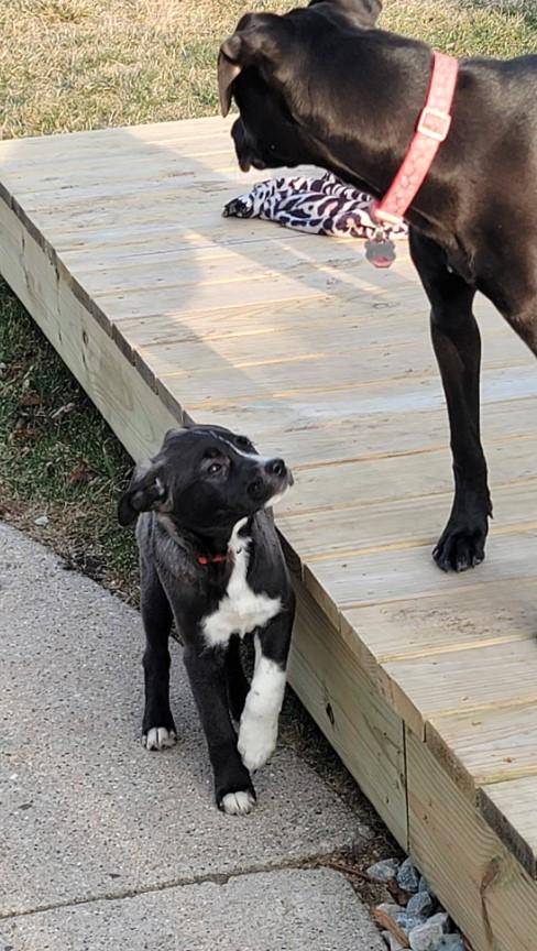 Enlarge Ruby, an adopted mixed breed in Sheboygan, WI image 5/5