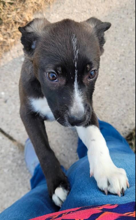 Enlarge Ruby, an adopted mixed breed in Sheboygan, WI image 3/5