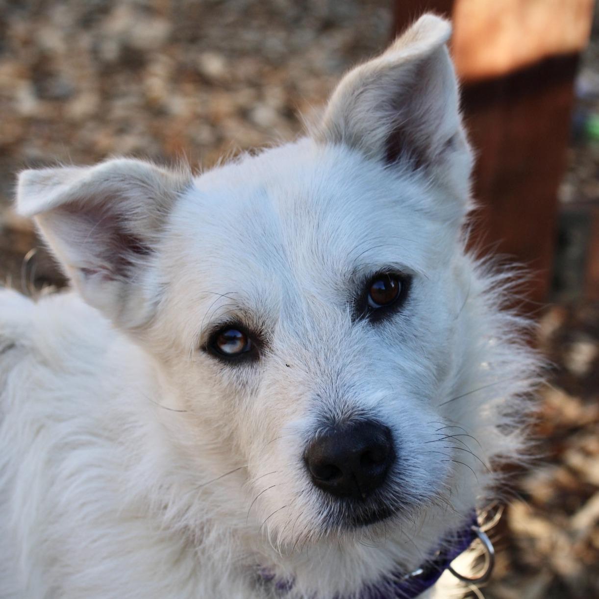 Enlarge Larry , an adoptable mixed breed in Briarcliff Manor, NY image 1/3