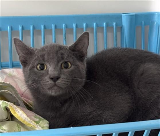 LUKE, Adoptable, Kitten Male Domestic Short Hair.