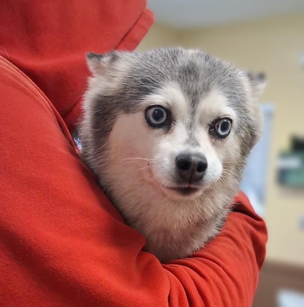 Enlarge Storm, an adopted Klee Kai in Fairmont, MN image 1/6