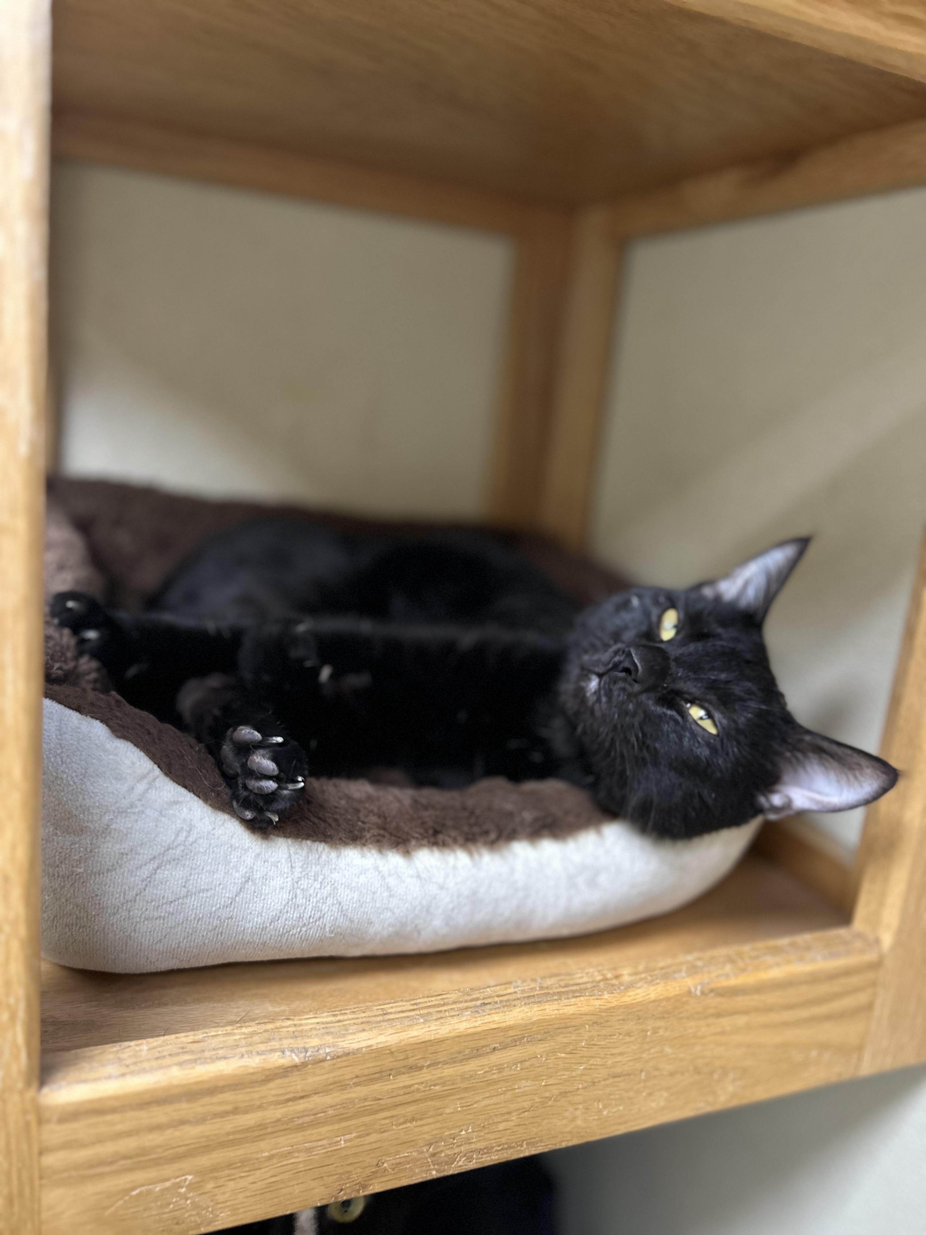 Darwin, adoptable, Adult Male Domestic Short Hair.