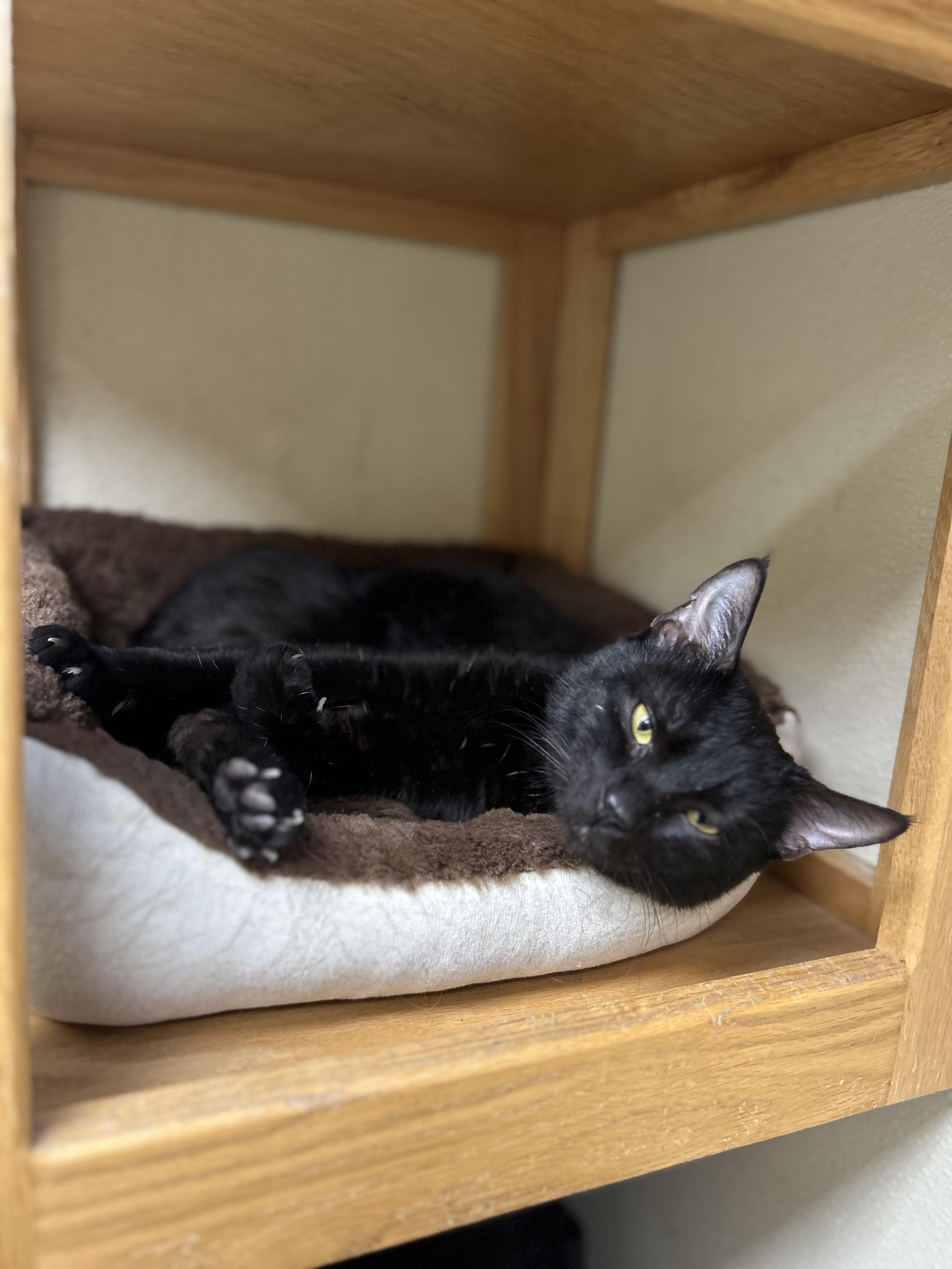 Enlarge Darwin, an adoptable Domestic Short Hair in Myerstown, PA image 2/2