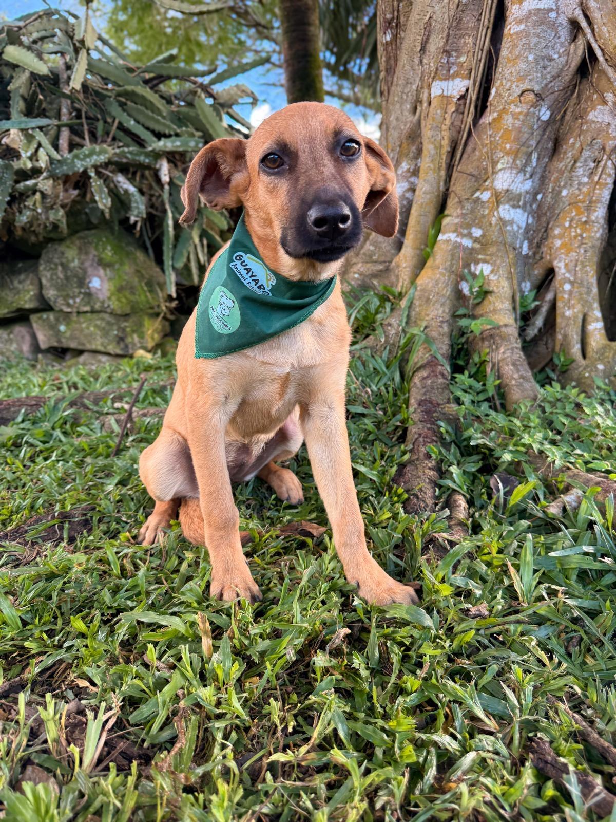 SUKI - 18lb , Adoptable, Young Male Mixed Breed.