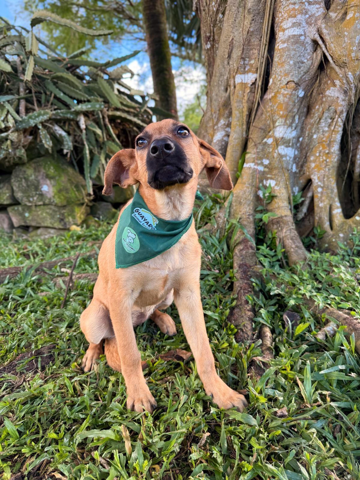 Enlarge SUKI - 18lb , a Adoptable Mixed Breed in North York, ON image 2/4