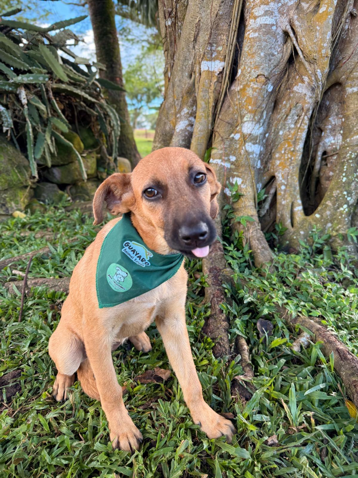 Enlarge SUKI - 18lb , a Adoptable Mixed Breed in North York, ON image 3/4