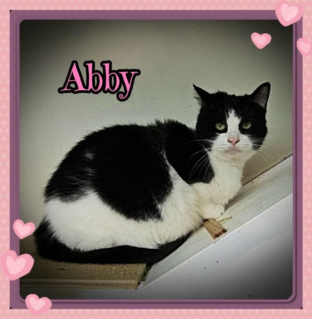 Enlarge Abby, a Adoptable Domestic Short Hair in Jacksonville, IL image 1/1