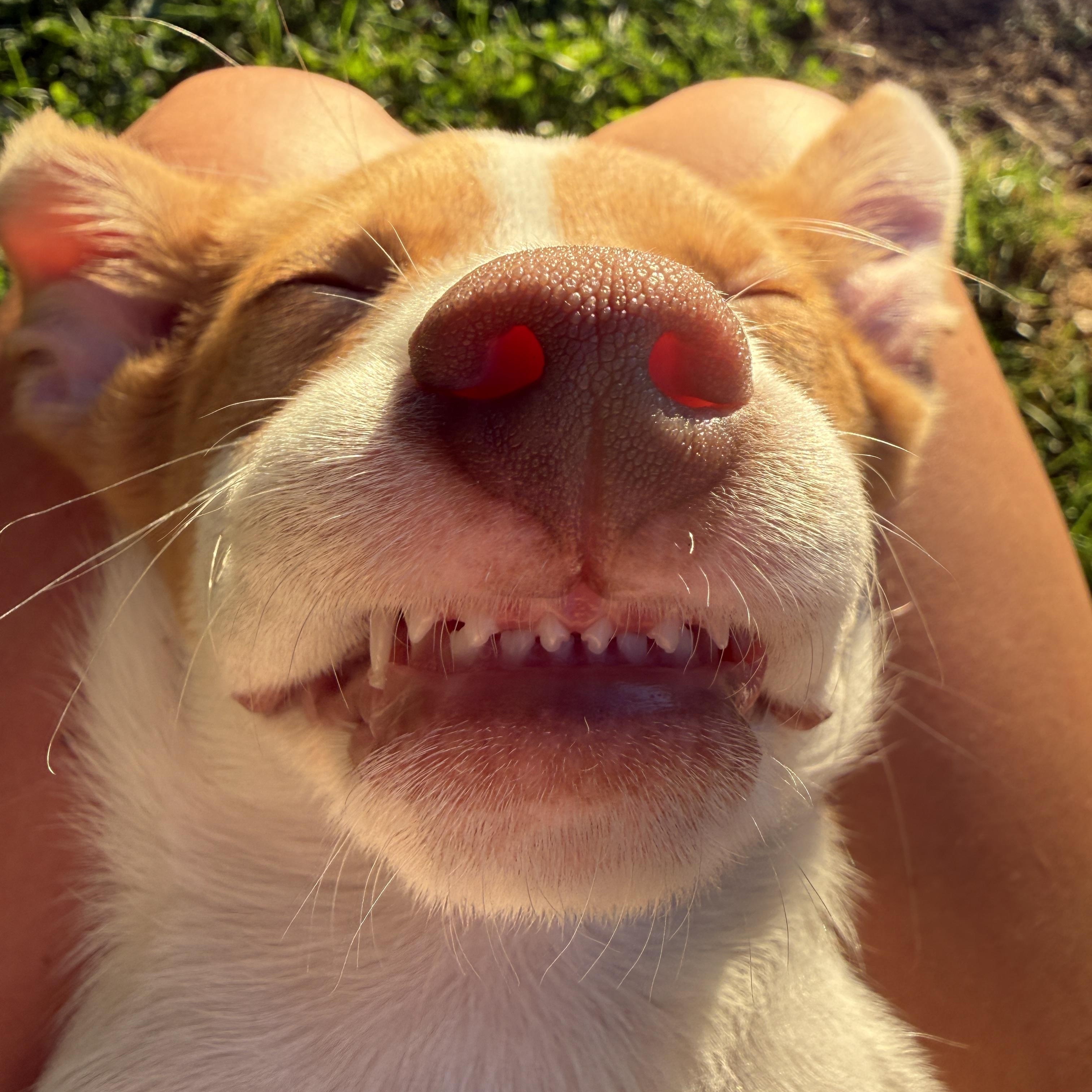 Sashimi, a Adoptable mixed breed in Simsbury, CT image 2/5