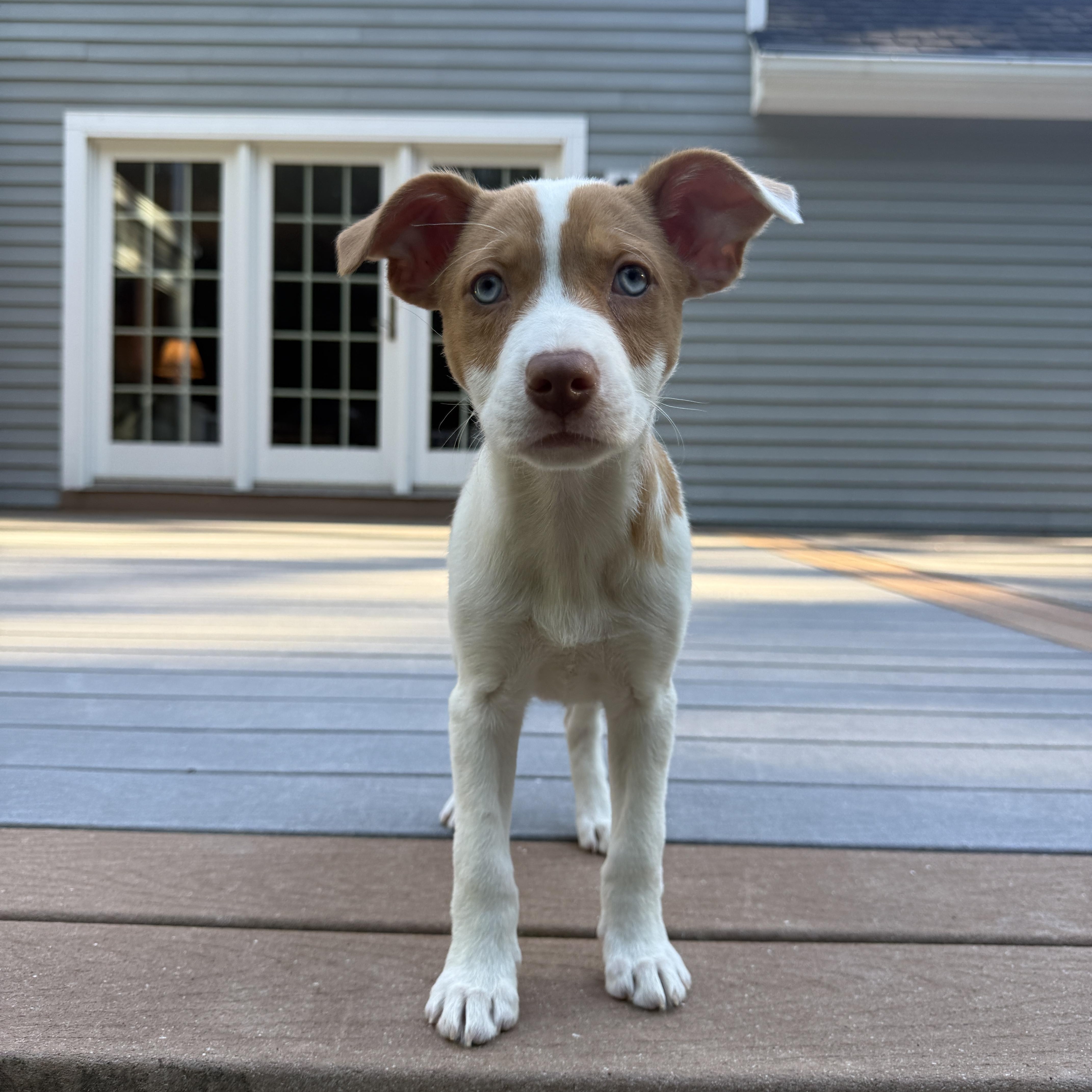Sashimi, a Adoptable mixed breed in Simsbury, CT image 4/5