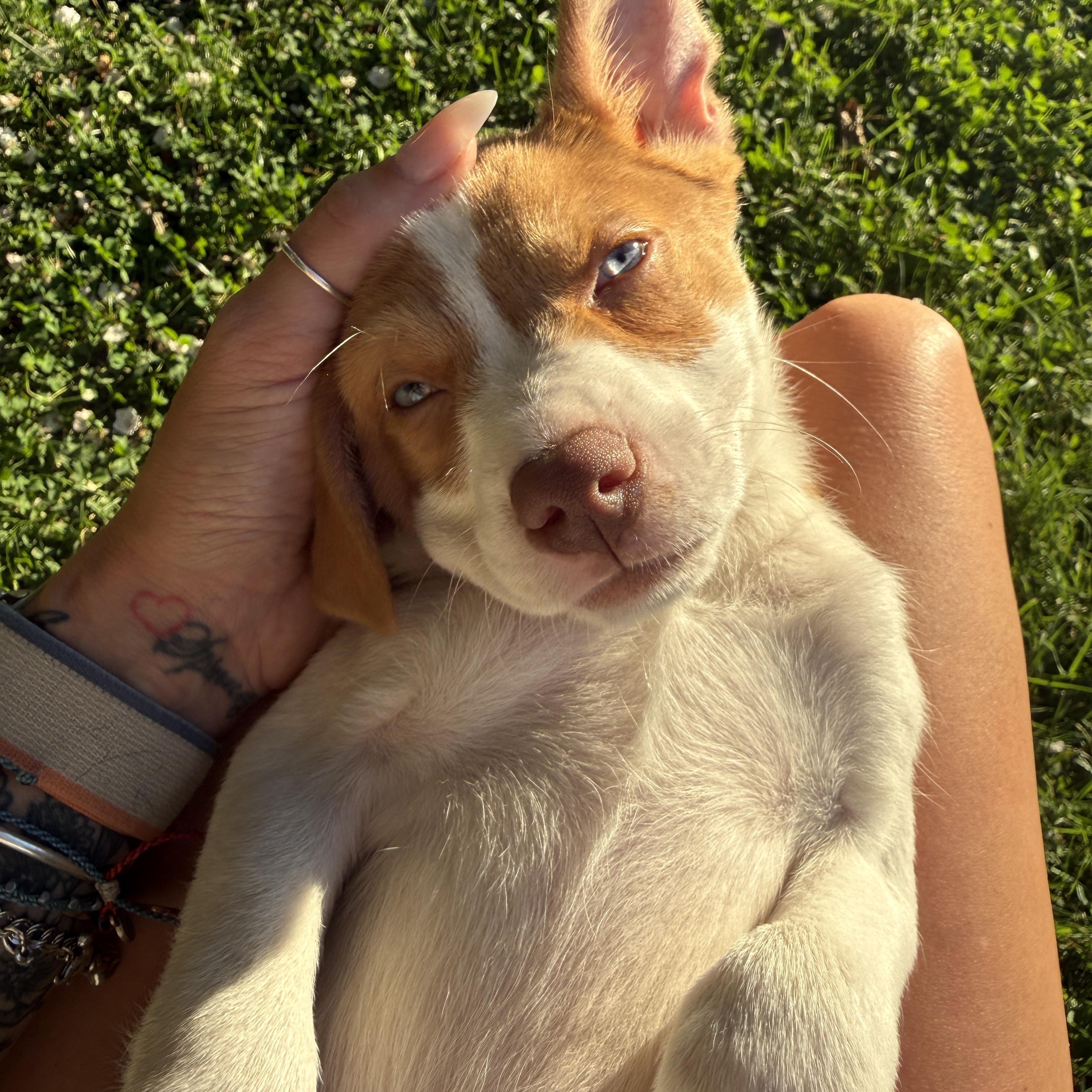 Sashimi, Adoptable, Puppy Female Australian Shepherd.