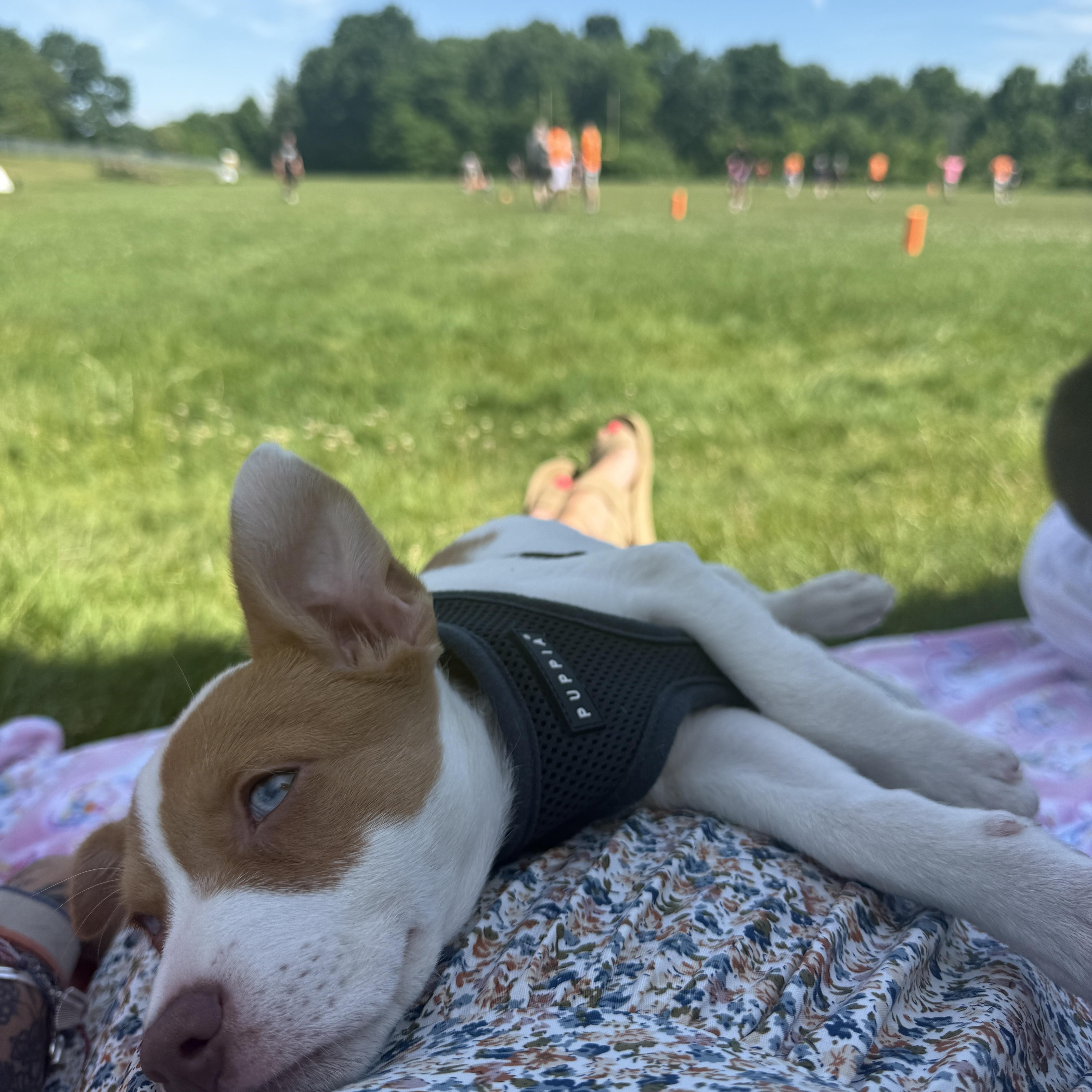 Sashimi, a Adoptable mixed breed in Simsbury, CT image 5/5
